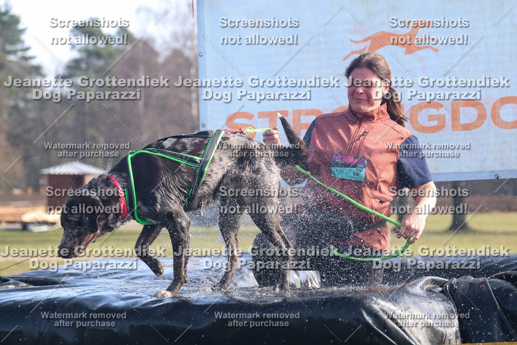 Dog Paparazzi - Strongdog North Mrz26-1062 | Dog Paparazzi Jeanette Grottendiek Fotografie & Videografie - Realisiert mit Pictrs.com