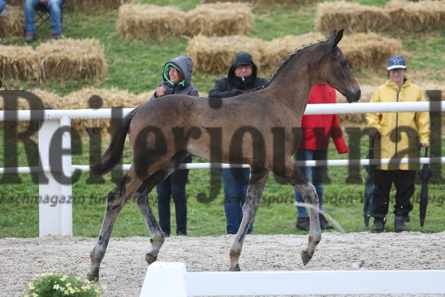Birkhof_Fohlenchampionat_2023_KN_61 (4) | Alle Fotos der Reiterjournal Fotografin Doris Matthaes im Reiterjournal Online-Fotoshop. - Realisiert mit Pictrs.com