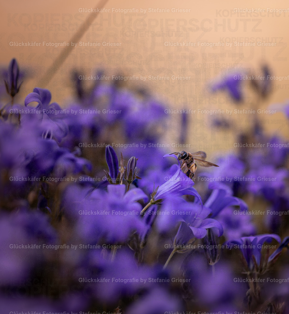 OQ0A7080 Kopie | Glückskäfer - Fotografie - Realisiert mit Pictrs.com
