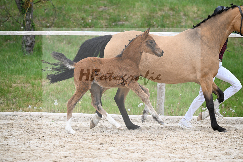 Kat-Nr. 31 SF Dallas County WE x Casino Royale K_Bentz_24260765 | hf-fotografie - Realisiert mit Pictrs.com