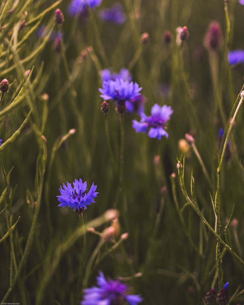 _DSC3562-2 | renerovisanfotoart.com