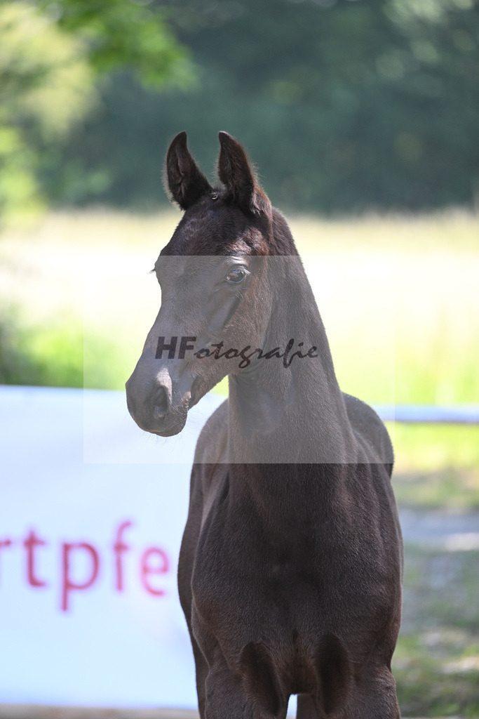 Kat-Nr. 7 HF Imposantos_Schindele_14230244 | hf-fotografie - Realisiert mit Pictrs.com