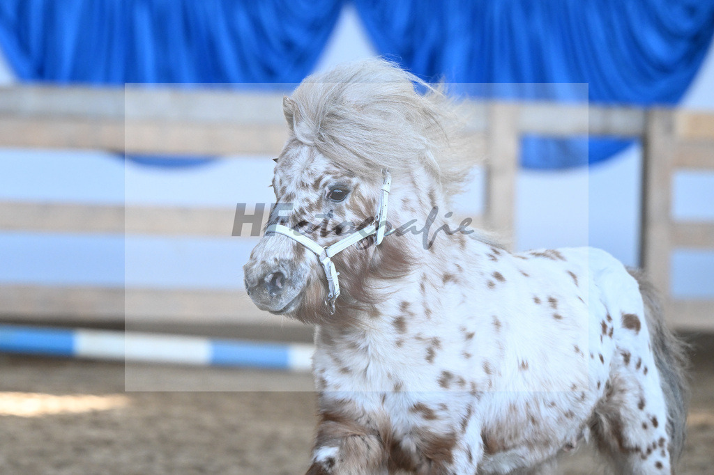 Kat-Nr. 18 Belis Nevada v. Napoleon_Hock_9260469 | hf-fotografie - Realisiert mit Pictrs.com