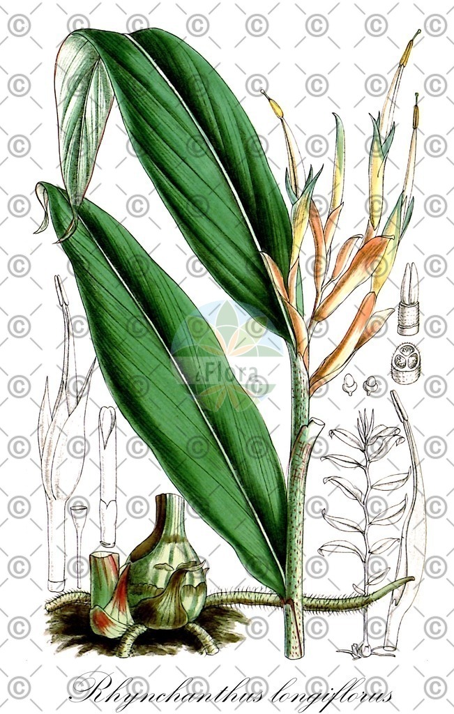 HistAbb_wfo-0000464112_1_ENZY_Simple | Historische Abbildung von Rhynchanthus longiflorus - Zingiberaceae | Historical Illustration of Rhynchanthus longiflorus - Zingiberaceae