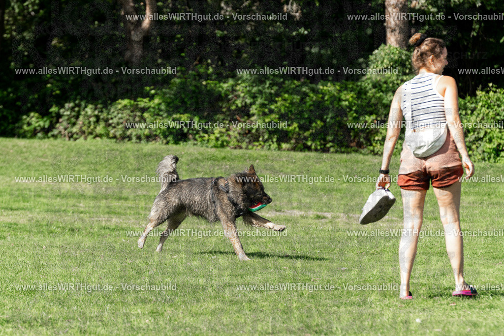 Hundeschwimmen_Volksbad_2026-allesWIRTHgut_Tierfotografie-2609061552-FAY07321 | Professionelle Tierfotografie in Mönchengladbach von Daniel Wirth (allesWIRTHgut). Liebevolle & natürliche Bilder von Hunden & Katzen für unvergessliche Erinnerungen.