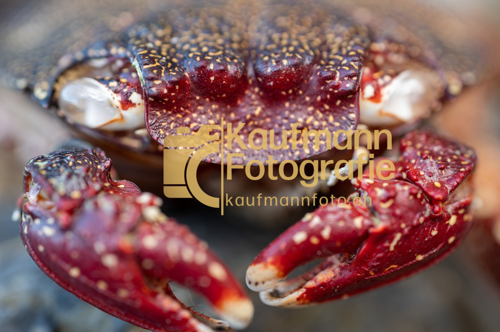 Punta_Negra_Tenerife_def-4564 | kaufmannfoto - Realisiert mit Pictrs.com