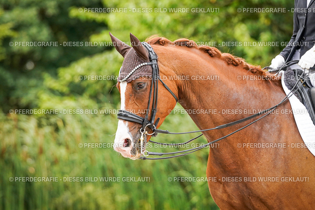 DSC07284 | Pferdegrafie