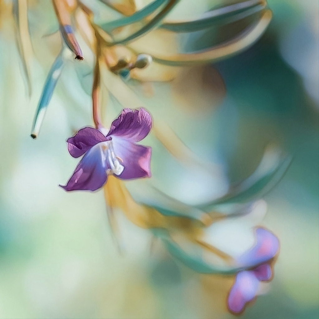20230815145400IMG_20230805_215419_329-2 | Kaufen sie online außergewöhnliche Fotografien auf Leinwand Acrylglas Fotoprint Aludibond von holgerweigeltfotografie - Realized with Pictrs.com