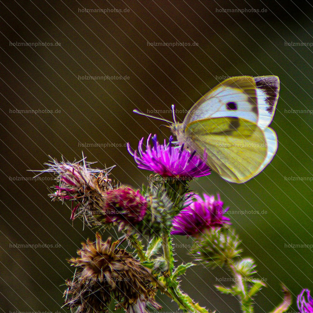 IMG_20210905_151522_514 | Fotograf Leipzig für Hochzeiten, Familienfeste & Porträts. Persönlich, ehrlich & echt – Emotion im Fokus. Jetzt Fotoshooting bei Holzmannphotos buchen!