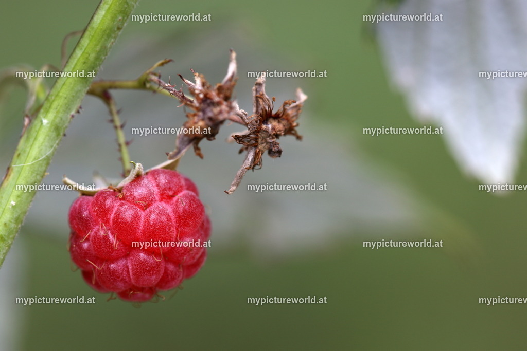 Gemeine Himbeere-004 | Das Bilderarchiv über Tiere, Planzen und Landschaften. In der Bilddatenbank finden Sie ein große Auswahl an hochwertigen Bilder für Ihre Werbung - Realisiert mit Pictrs.com