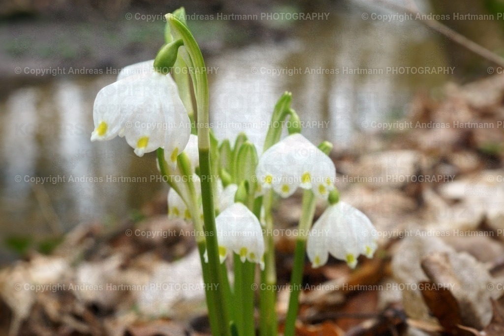 Märzenbecher am Bach | Märzenbecher am Bach - Realisiert mit Pictrs.com