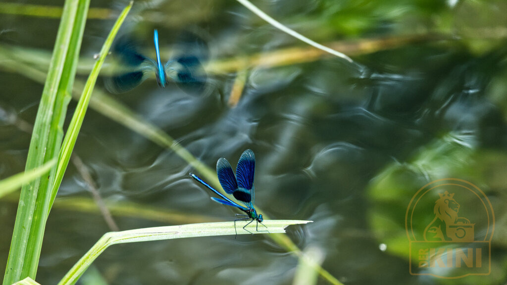 P1351749-1 | Foto, Natur, Tiere, Urlaub, Georgien,  - Realisiert mit Pictrs.com