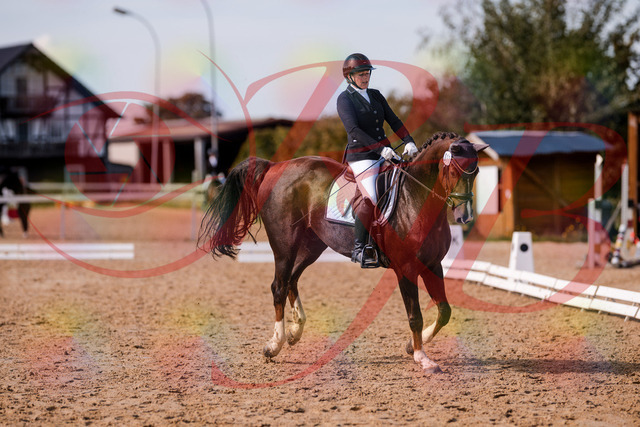 2026_10_03_Siefer-Hof_132538_Z81_77439884 | Professionelle Reitsport-, Turnier- und Eventfotografie von Robert Broda. Galerien mit ausgewählten und bearbeiteten Bildern direkt online ansehen und bestellen.