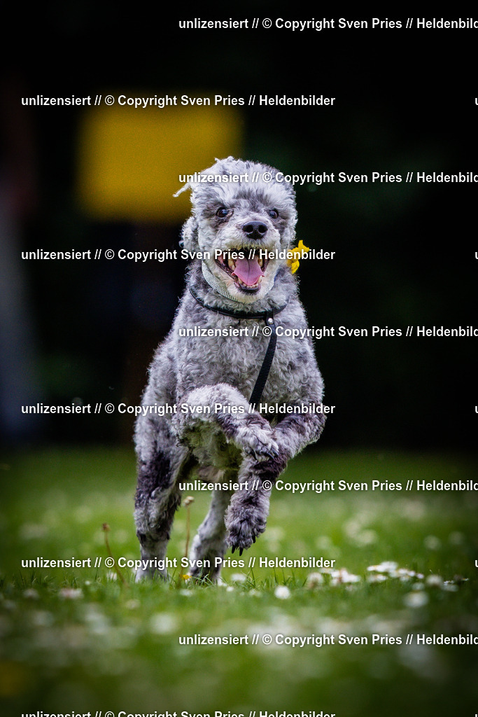 Sven Pries | 2025-05-29 - Pudelrennen KA-Durlach - Realisiert mit Pictrs.com