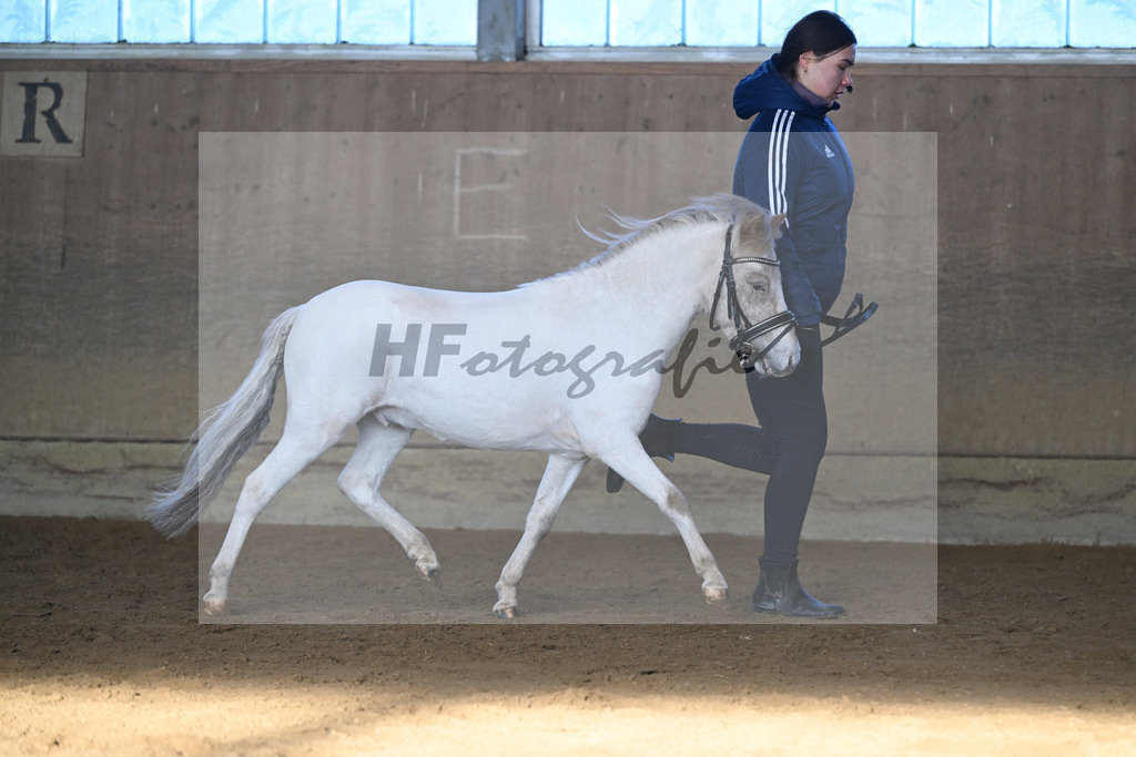 Kat-Nr. 16 Amigo vom Elbseetal v. Golden Wonder  v h Houbenhof_Koldas_49250700 | hf-fotografie - Realisiert mit Pictrs.com