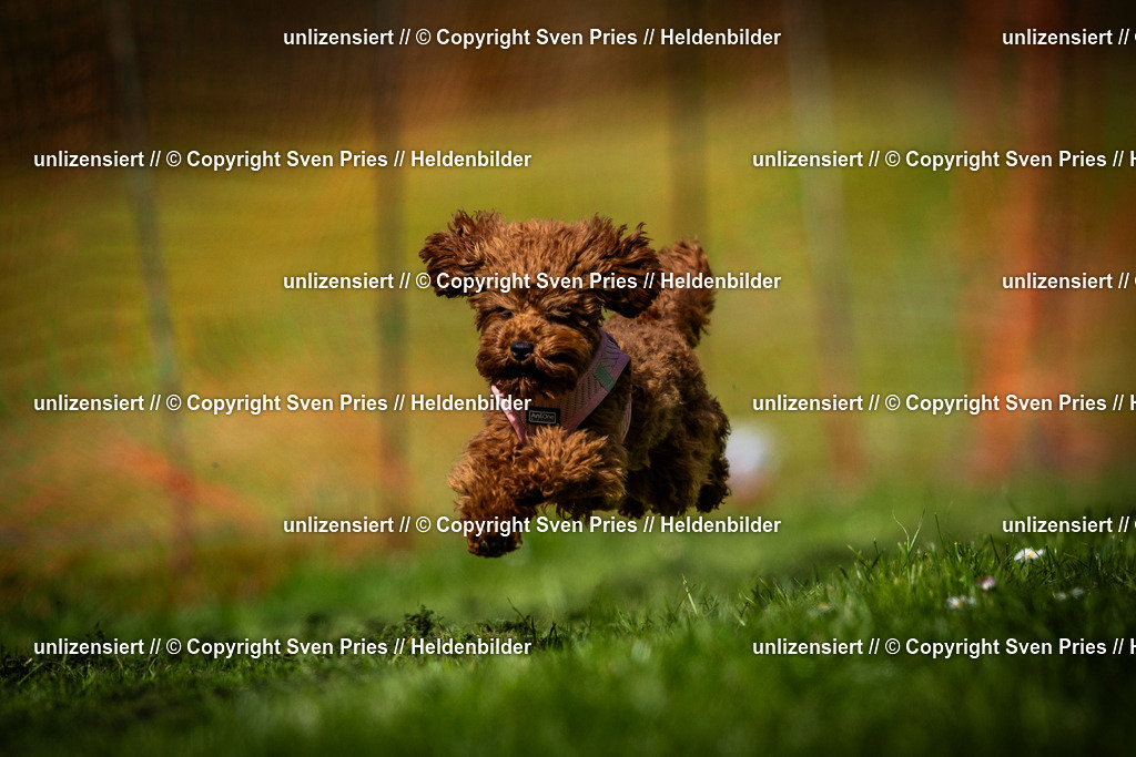 Sven Pries | 2025-04-13 - Hunderennen Baden-Baden - Realisiert mit Pictrs.com