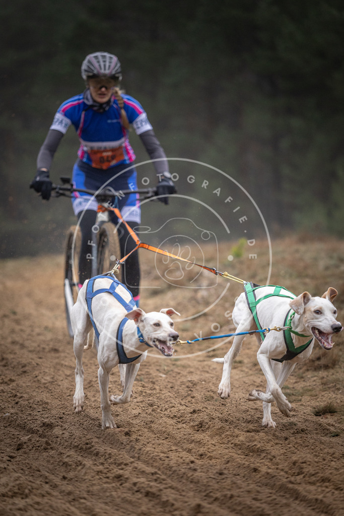 Pfotenfotografie_DV3A0911 | Hundefotografie, Tierfotograf, Pfotenfotografie, Fotoshooting Hund, Hunde Portrait, Hundesport, Hundeportraits, Heideshooting, Hunde, Sportfotograf, Hundefotograf, Turnierhundsport, THS,  - Realisiert mit Pictrs.com
