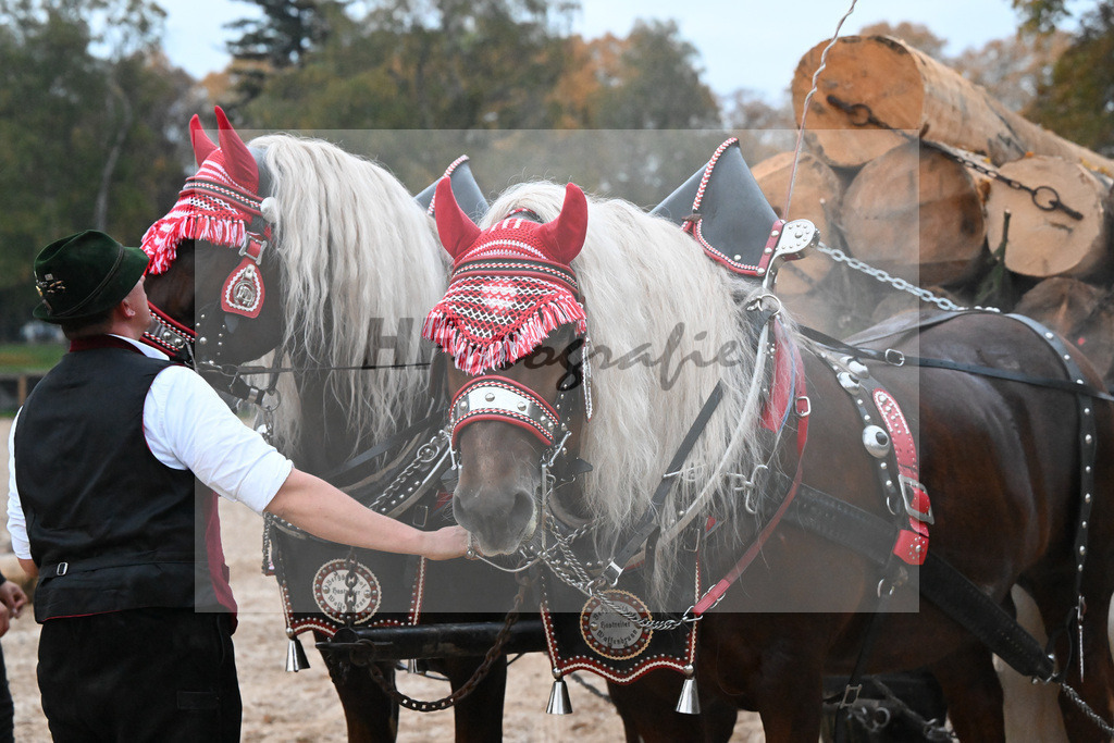 Schauprogramm_54222445 | hf-fotografie - Realisiert mit Pictrs.com