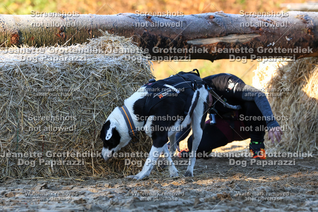 Dog Paparazzi - Strongdog 10-25-684 | Dog Paparazzi Jeanette Grottendiek Fotografie & Videografie - Realisiert mit Pictrs.com