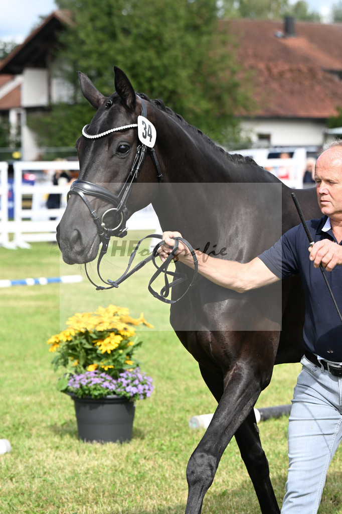 Kat-Nr. 34 Black Besinda H.S. v. Dancier Gold_Becker_30250843 | hf-fotografie - Realizzato con Pictrs.com