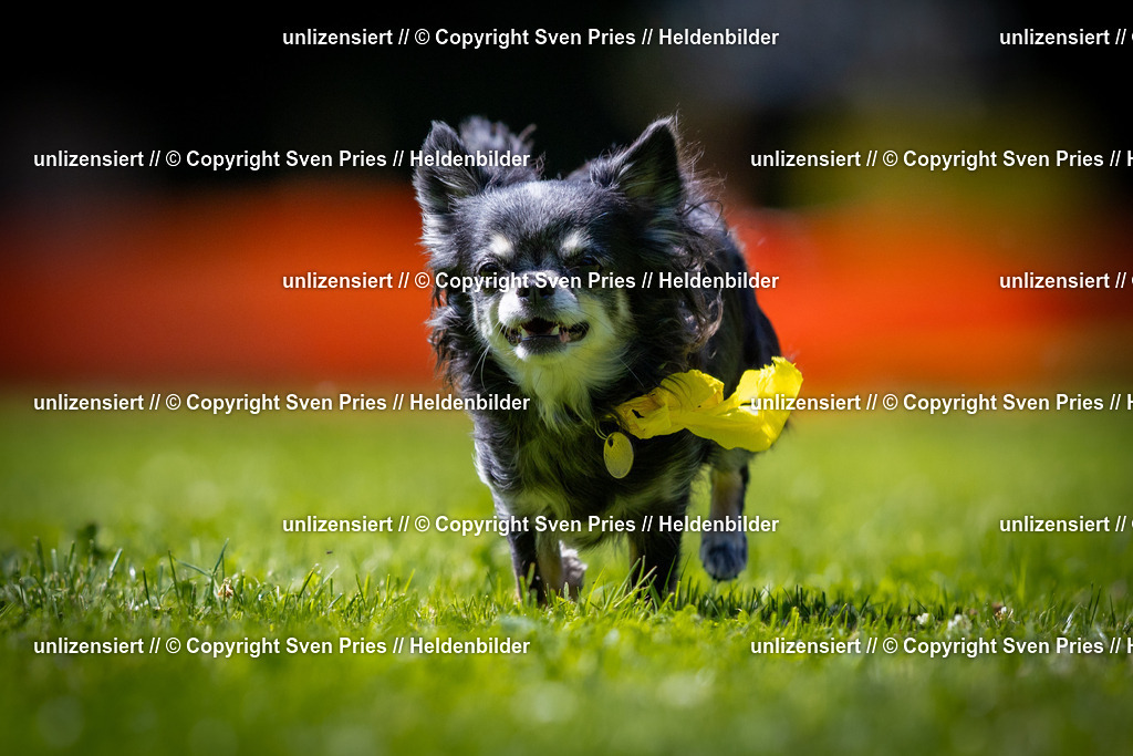 Sven Pries | 2025-08-10 - Hunderennen Durlach - Realisiert mit Pictrs.com