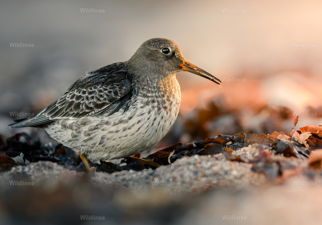 Wildlinse-240107-1-3 | Willkommen bei Wildlinse. Wildtierfotografien aus Schleswig-Holstein: Entdecke einzigartige Fine-Art-Prints und Poster, die Ruhe, Wildnis und die Schönheit unserer heimischen Tierwelt in dein Zuhause bringen. - Realisiert mit Pictrs.com
