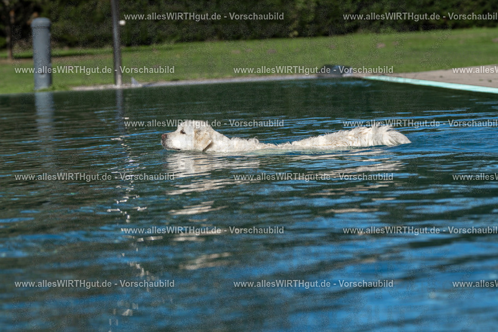 Hundeschwimmen_Volksbad_2026-allesWIRTHgut_Tierfotografie-2609061059-FAY06082 | Professionelle Tierfotografie in Mönchengladbach von Daniel Wirth (allesWIRTHgut). Liebevolle & natürliche Bilder von Hunden & Katzen für unvergessliche Erinnerungen.