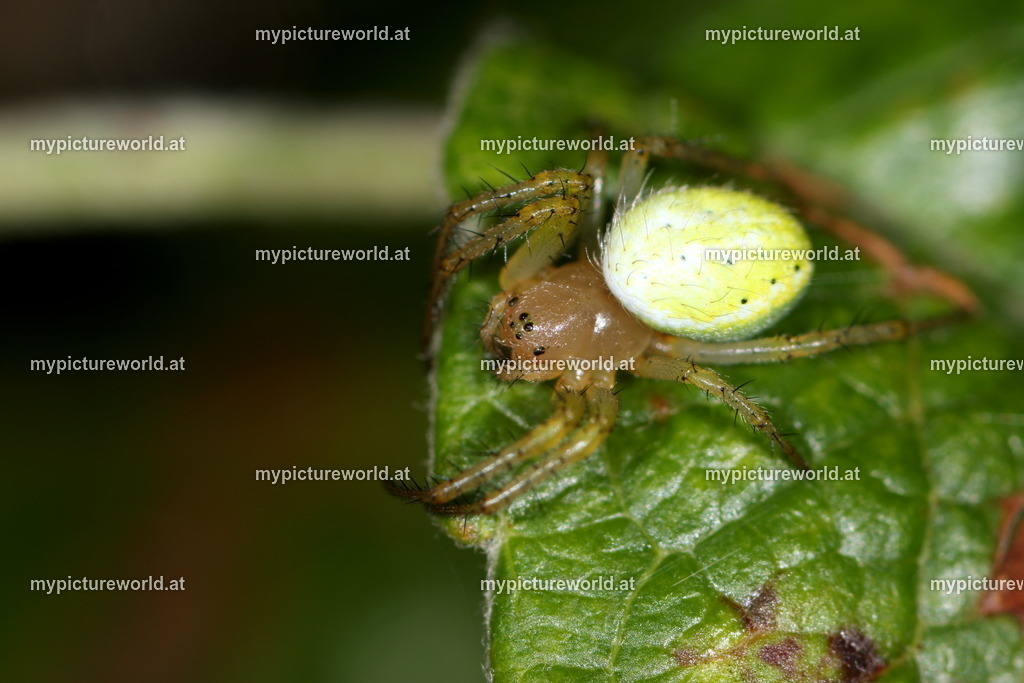 Enoplognatha ovata-002 | Das Bilderarchiv über Tiere, Planzen und Landschaften. In der Bilddatenbank finden Sie ein große Auswahl an hochwertigen Bilder für Ihre Werbung - Realisiert mit Pictrs.com