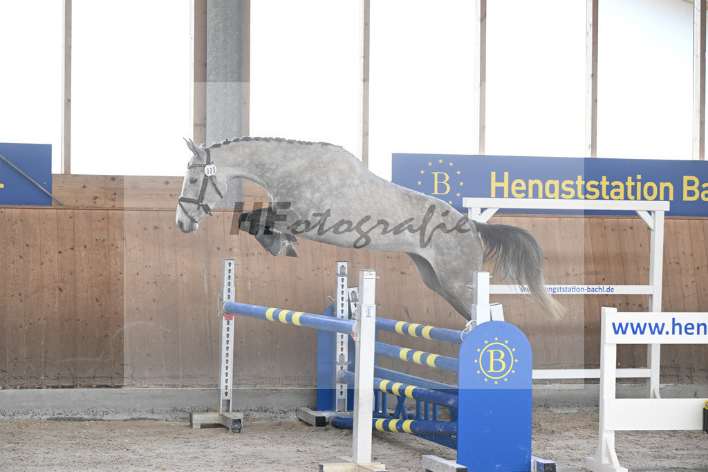 Kat-Nr. 35 Quibertus by HaB Z v. Quiwi Capitol_Tilp_14261876 | hf-fotografie - Realizzato con Pictrs.com