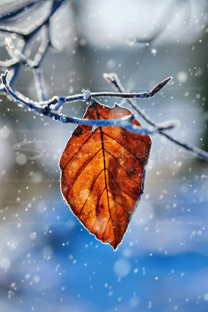 Wandbild Blatt im Schnee | People- und Tierfotografie, Imageaufnahmen, Veranstaltungsfotografie und Wandbilder aus der Natur ★ Made in Germany ✔️ Druck + Downloads ✔️ Naturfotografie in Top Qualität ★ schneller Versand, weltweite Lieferung! - Realisiert mit Pictrs.com