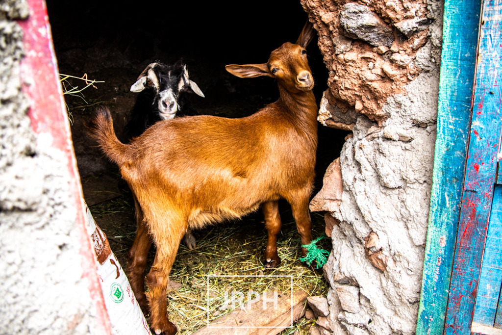 IMG_8186 | jrph - Realisiert mit Pictrs.com