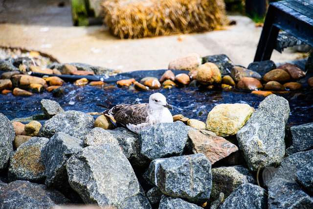 _DSC2038 | Shop für Prints Landschaftsfotografie Sächsische Schweiz Naturfotografie in Thüringen Fotos vom Findlingspark Nochten Kloster Sankt Marienstern Bilder Festung Königstein PanoramaRhododendronpark Kromlau FotogalerSchleswig-Holstein Küstenlandschaften