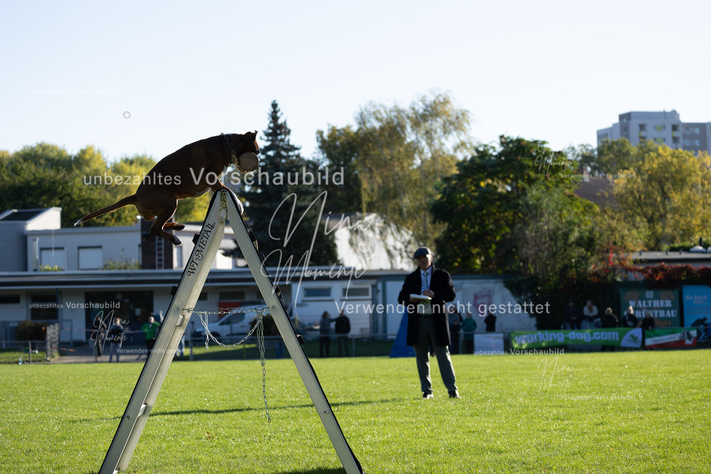 _16A4864 | Einzigartige Fotos von Hunden & Menschen –Actionfotos, Portraits, Vereinsaufnahmen & Paarshootings – authentisch, lebendig & mit Herz.