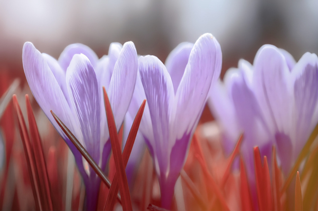 PSX_20240618_031828 | Kaufen sie online außergewöhnliche Fotografien auf Leinwand Acrylglas Fotoprint Aludibond von holgerweigeltfotografie - Realisiert mit Pictrs.com