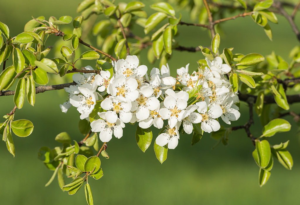 Birnbaumblüten | im Frühling. - Realisiert mit Pictrs.com