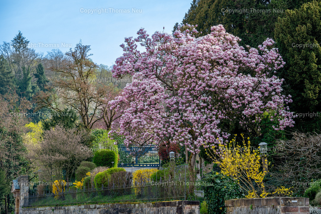 Fruehling-Bensheim-Magnolienblueten-Kirchbergviertel-Fotografie-thomas-neu--32 | Im Kirchbergviertel von Bensheim zeigt sich der Frühling von seiner schönsten Seite: Entlang der Ernst-Ludwig-Straße stehen prächtige Magnolien in voller Blüte und prägen das ruhige Wohngebiet mit ihren zarten rosa Blüten. Die gepflegten Gärten, die Hanglage und das viele Grün verleihen diesem Teil der Bergstraße eine besondere Atmosphäre. Gerade im Frühjahr zählt das Kirchbergviertel zu den reizvollsten Motiven in Bensheim und ist ein beliebtes Ziel für Spaziergänger und Fotografen., ,Bild: Thomas Neu