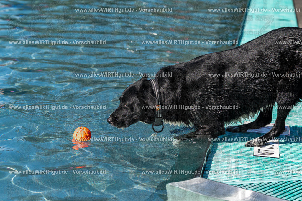 Hundeschwimmen_Volksbad_2026-allesWIRTHgut_Tierfotografie-2609061243-FAY06541 | Professionelle Tierfotografie in Mönchengladbach von Daniel Wirth (allesWIRTHgut). Liebevolle & natürliche Bilder von Hunden & Katzen für unvergessliche Erinnerungen.