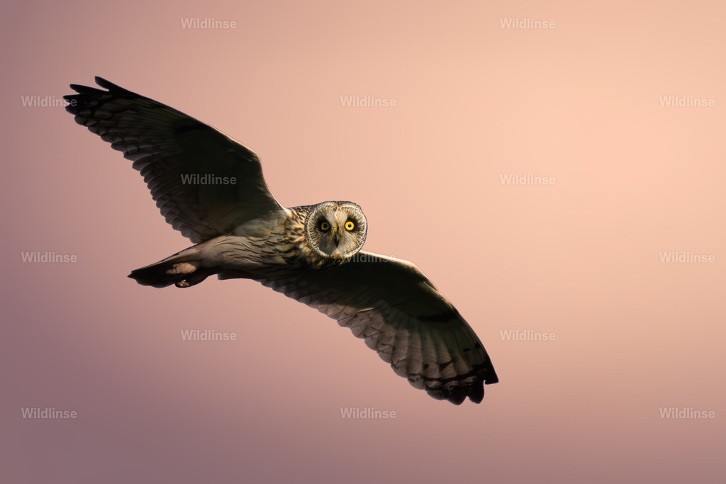 Wildlinse-250501-1 | Willkommen bei Wildlinse. Wildtierfotografien aus Schleswig-Holstein: Entdecke einzigartige Fine-Art-Prints und Poster, die Ruhe, Wildnis und die Schönheit unserer heimischen Tierwelt in dein Zuhause bringen. - Realisiert mit Pictrs.com