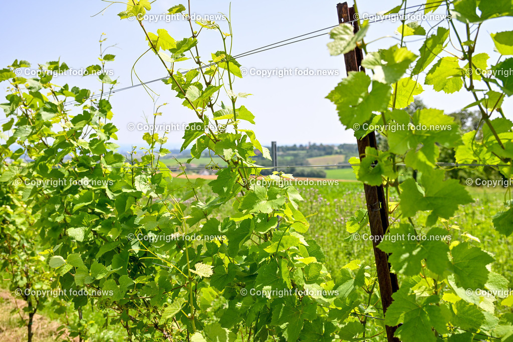 Gustergut_ WWurm_ Fruchtveredelung_ 29.06.2024-9 | 29.06.2024, St. Florian, AUT, Gustergut, WWurm, Weingut, Fruchtveredelung, im Bild Weingarten
