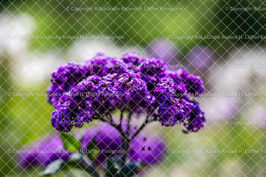 Vanilleblüte (Heliotropium arborescens). Aus der Familie der Boraginaceae (Borretschgewächse) | Vanilleblüte (Heliotropium arborescens). Aus der Familie der Boraginaceae (Borretschgewächse) - Realisiert mit Pictrs.com