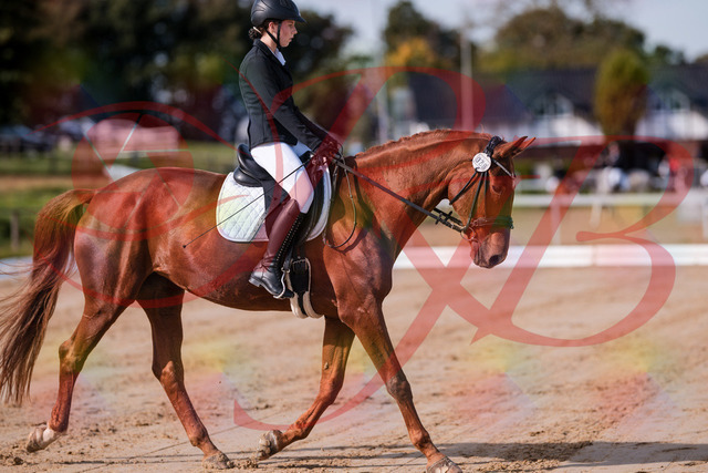 2026_10_03_Siefer-Hof_114101_Z81_83700512 | Professionelle Reitsport-, Turnier- und Eventfotografie von Robert Broda. Galerien mit ausgewählten und bearbeiteten Bildern direkt online ansehen und bestellen.
