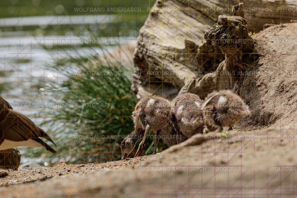 25320584 | Rund um den Jakobiweiher im Frankfurter Stadtwald entstehen ruhige Naturmomente: Enten gleiten durchs Wasser, junge Gänse entdecken ihre Umgebung. Lebendige Stadtnatur, friedlich, nah und voller Leichtigkeit. - Realisiert mit Pictrs.com