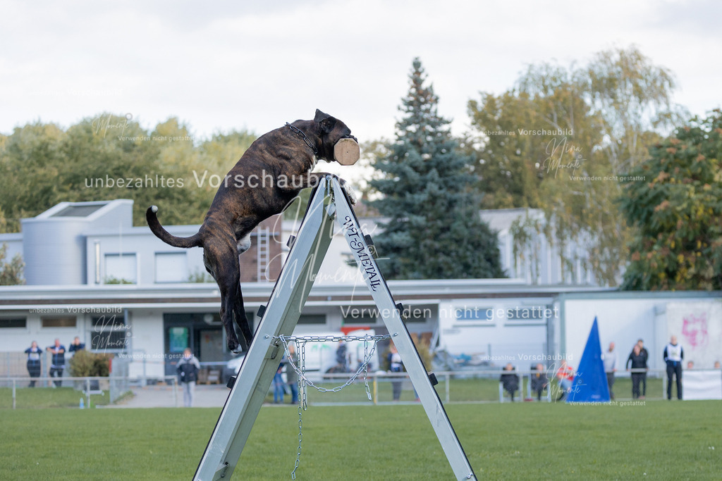 _16A5714 | Einzigartige Fotos von Hunden & Menschen –Actionfotos, Portraits, Vereinsaufnahmen & Paarshootings – authentisch, lebendig & mit Herz.