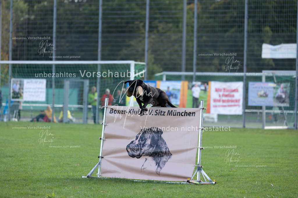 _16A5580 | Einzigartige Fotos von Hunden & Menschen –Actionfotos, Portraits, Vereinsaufnahmen & Paarshootings – authentisch, lebendig & mit Herz.