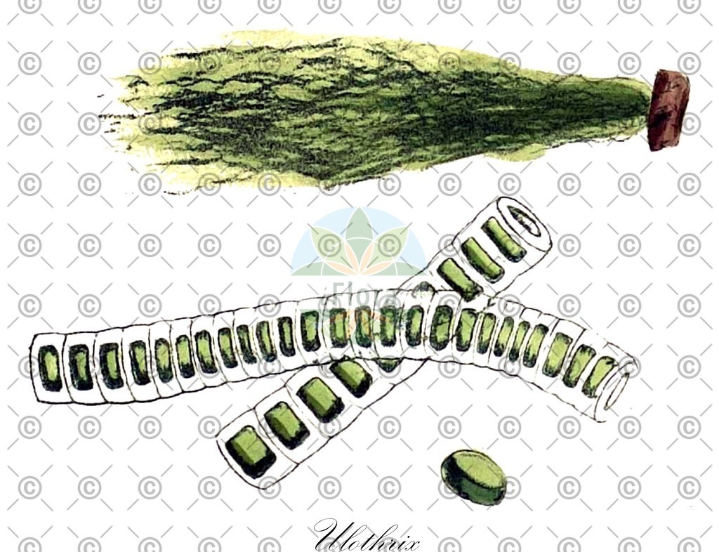 HistAbb_84P2_6_ENZY_Simple | Historische Abbildung von Ulothrix - Ulotrichaceae (0) | Historical Illustration of Ulothrix - Ulotrichaceae (0)