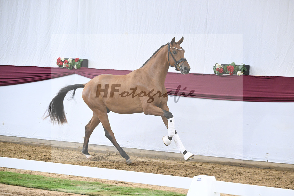 Kat-Nr. 20 Fanegro x Rotspon_Nicole Mehrmann_47250597 | hf-fotografie - Realisiert mit Pictrs.com