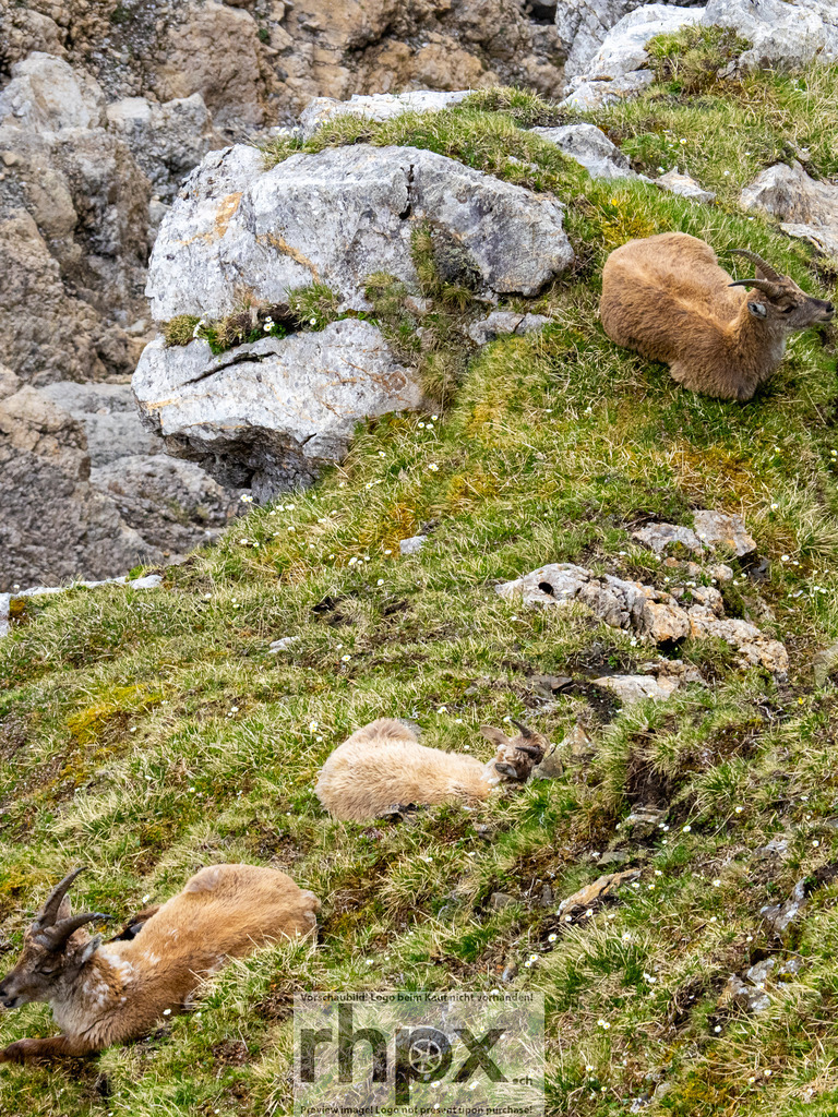 Steinböcke am Pilatus | Steinböcke ruhen zwischen Felsen, Alpgras und kleinen Bergblumen am Pilatus. - Realisiert mit Pictrs.com