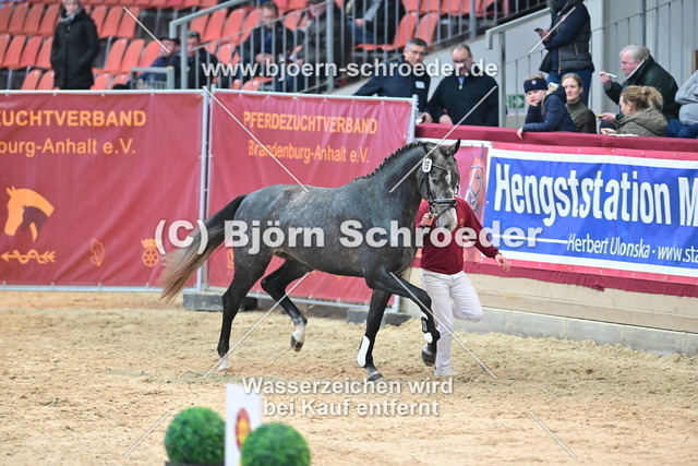 39_Hickstead White - Camarque_790_8630 | Björn Schroeder Pferdefotografie