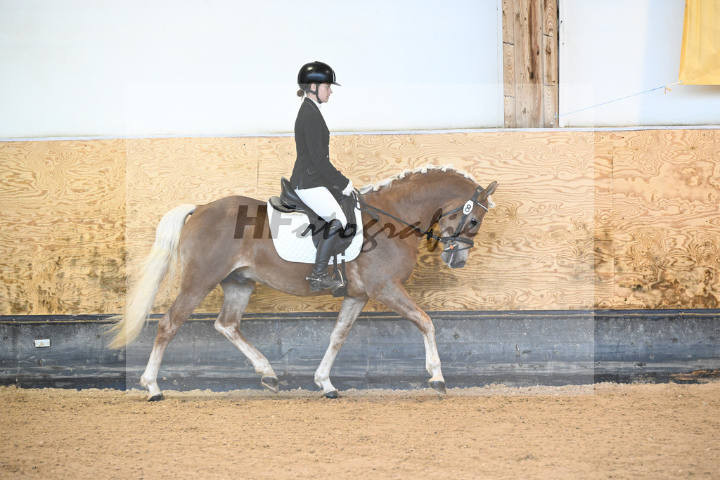 Kat-Nr. 8 Eiswind_Sendig Gestuet Meura_44240229 | hf-fotografie - Realisiert mit Pictrs.com