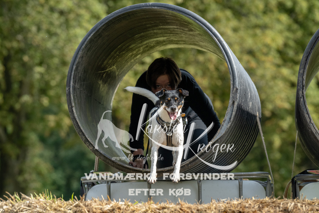 1135_ZZ94932 | kk-dogfotos